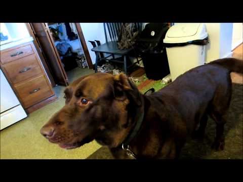Chocolate Lab Dog: Singing, Howling & Barking