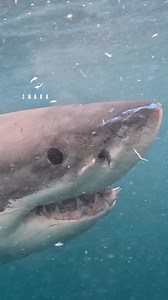 15K views · 800 reactions | Great White Shark Explodes Out Of The Water Before Sinking Back Down | White Shark Ocean | Facebook