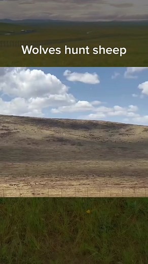 Wolf Hunting: Protecting Livestock on the Ranch