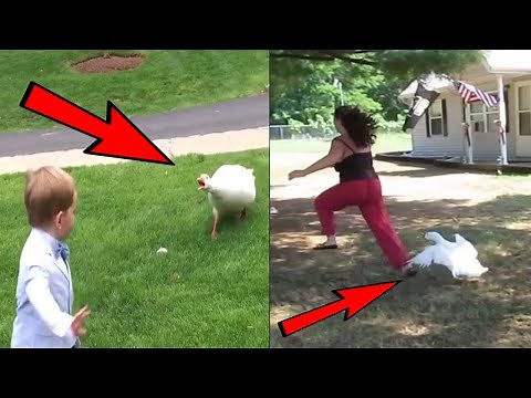 Funny Goose Chasing Kids Compilation 2020 | Funny Goose Chasing Kids and Attacking