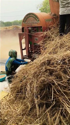 💐🌾🌾#shorts#youtubeshorts#viralshorts#trending#shortsvideo#shortsfeed #song