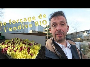 Forçage de l'endive BIO