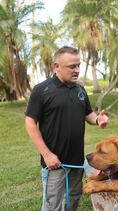 84K views · 2.7K reactions | Fun fact about boerboel’s #boerboel #bulldog #bulliesofig #bullmastiff #bullmastiffpuppies #bullmastiffs #bully #bul | Pet Dogs | Facebook