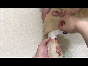 犬の橈側皮静脈血管確保 ゴールデンレトリバー Securing blood vessels in dogs Golden retriever