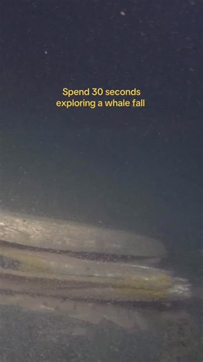 There’s no fall 🍂, like a whale fall 🐋 At the Monterey Bay Aquarium Research Institute (MBARI), our “office” is Monterey Bay and its deep underwater canyon. Using advanced robots, we’re revealing the stunning community of life that thrives deep beneath the ocean’s surface. Studying our blue backyard has revealed our connection to the ocean— how it sustains us and how our actions affect its future. MBARI scientists, engineers, communications staff, and marine operations crew are driven by a cur