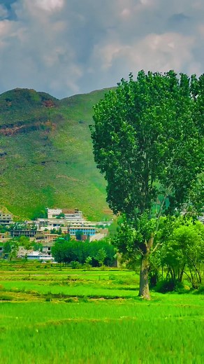 Serene Rural Landscape: Tranquility in Nature