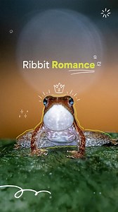 Meet the Dancing Frogs of Agumbe! 🌿🐸 These unique frogs use bold, leg-kicking moves to attract mates. Found in the misty forests of Agumbe in the Western Ghats, they stand out for their rhythmic displays. 💃🐸 But their future is on shaky ground: the Western Ghats—a global biodiversity hotspot—has been hit hard by changes like agriculture and urbanization. These disruptions mess with the delicate streams they need to breed. 🌍⚠️ Protecting them isn’t just about saving one species—it’s about sa