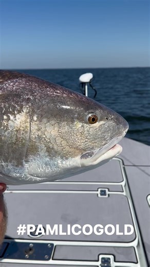 Fishin with CWW Inshore Charters today! Big reds are cool! Cashion Fishing Rods | Carolina ALL OUT