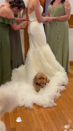 My dog at my wedding 😂#fyp #dog #wedding #puppy #lovedog