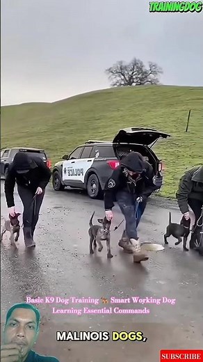 Basic K9 Dog Training 🐕‍🦺 Smart Working Dog Learning Essential Commands #malinois #puppy #k9master