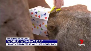 24K views · 213 reactions | Despite being uniquely Australian some of...