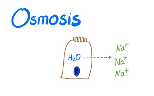Osmosis | Physiology