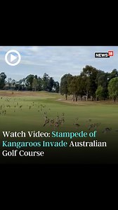 1.4K views | Hundreds of kangaroos interrupts a game of golf near Melbourne, video goes viral! #Australia #Kangaroos #viralvideo | News18 | Facebook
