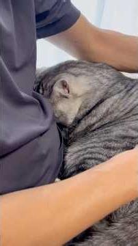 甘ったれが過ぎて興奮？する猫#でか猫#大きい猫#サバトラ猫#兄弟猫#犬と猫#犬猫多頭飼い#保護猫