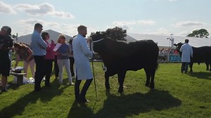 As we reflect on the fantastic quality of Aberdeen Angus Cattle at the Royal Highland Show '23, view the video of judge Dallas Allen tapping out his champions. | Aberdeen-Angus Cattle Society