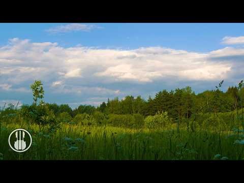 Summer Meadow at the Forest Edge 🌿 Relaxing Wind and Birdsong