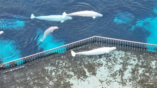 Captivity might be best for Marineland's 30 belugas: researchers