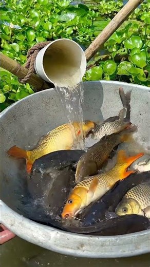 Village people fishing in muddy water #ruralfishing #handfishing #shorts #0070