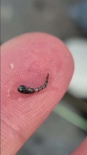 Chironomid Pupa Stage of Life #flyfishing #stillwater