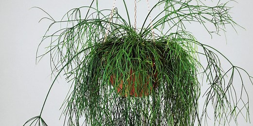 Did you know cacti can grow on trees?