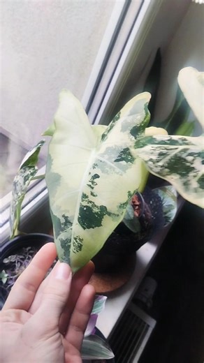 Alokazja Frydek z biedronki po czterech miesiącach ⚪ A. micholitziana Frydek variegata David LiM