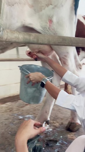 Milking a Cow on a Dairy Farm: A Detailed Process