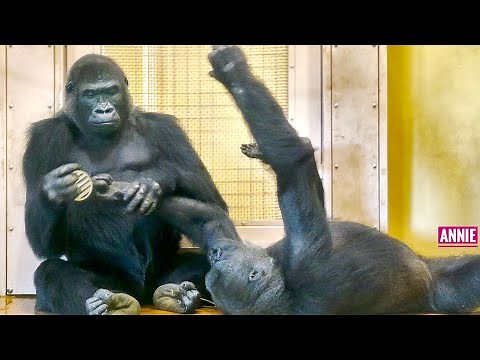 Incredibly Smart Gorilla Understands Keeper's request | The Shabani’s Group