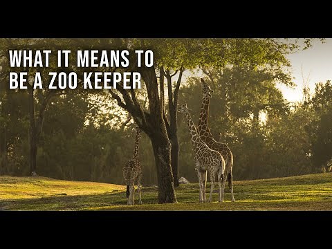 What It Means To Be a Zookeeper | Busch Gardens Tampa Bay