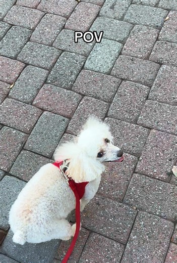 When the Sun Hits Just Right: A Toy Poodle Moment