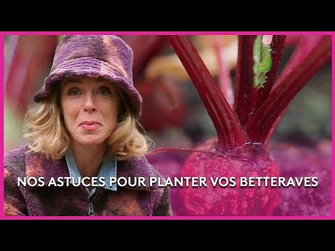 Planter des betteraves - Les Potagers de Julie