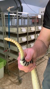 52K views · 651 reactions | Overheard: Jim discussing the rattle! Western #diamondback Crotalus atrox #venomislife #venomoussnake #reptiles #reptilezoo #redrivergorge #herpetology #snake #reptile #kyreptilezoo #snakes #crotalus #nothatsnothowolditis | Kentucky Reptile Zoo | Facebook