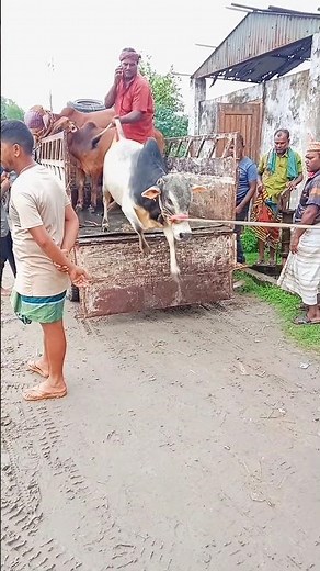 Australia Cow Best High Jumping Video 🐄🇦🇺 | Amazing Cow Jumps Compilation 2025