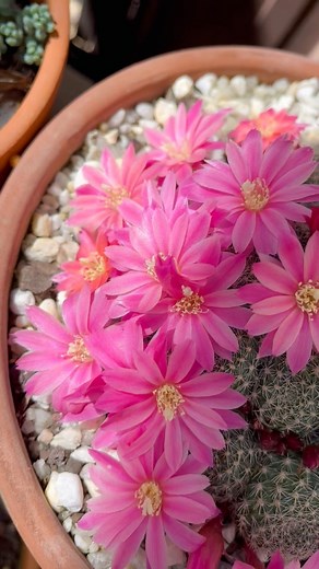 6.8K views · 283 reactions | Cacti and succulents brighten our days with their beautiful variety of colours, shapes, and forms. They surprise us every season with subtle changes, reminding us how resilient they are—adapting to every shift while holding on to their grit. ✨#resilience #JemsyGardens #gardening #cactus #succulents | Jemsy Gardens | Facebook