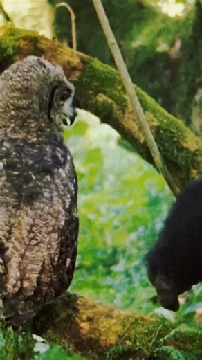 This Owl wasn't scared of a 400lb Gorilla! 😲