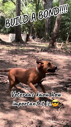 Building Bonds: The Importance for Veterans