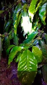 đợt 3 của 2 vk ck #cafe