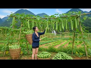 Harvest 1000+ Luffa Fruits From The Garden And Bring Them To The Market To Sell