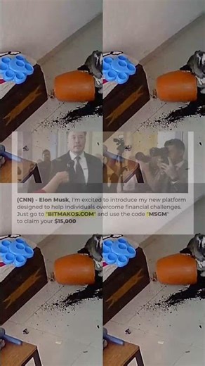 Hilarious Cat GUILTY! 🤣 ｜ FUNNY Cat and Dog Videos 100s