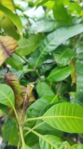 Mango tree care | Plants Propagation