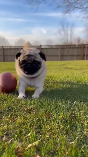 The pug is playing with a football. #pug #puglife #puglove #pugs #dog #pugstagram #pugpuppy #pugworld #puglover #pugoftheday #pugnation #dogs #puppy #puglovers #mops #pugsnotdrugs #doglover #pugmania #pet #love #cute #blackpug #pugloversclub #pugdog #instadog #dogstagram #dogoftheday | Pug Worlds Mafia