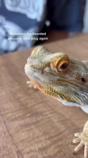 Removing Nose Plug from Bearded Dragon | Satisfying Reptile Shedding