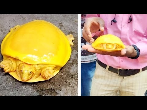 Top 10 Coolest Turtle Species!