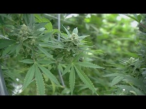 Growing marijuana at home after passage of Amendment 3