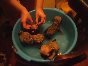 Bath time ! Cute pug puppies ! | BuzzSharer Pugs