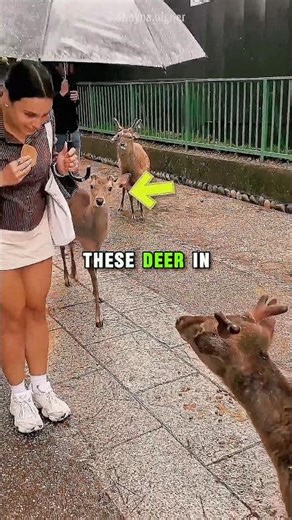 This Deer Has Better Manners Than Humans 😂🦌#shorts #animals