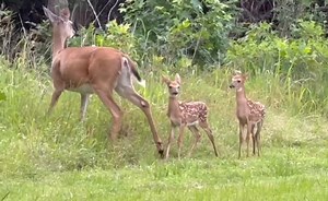Snack time on the lake! Teresa Johnson spotted these twin fawns nursing from their mama at Ladybird Landing on Lake Eufaula — and lucky for us, she caught it on video. Teresa volunteers with the U.S. Army Corps of Engineers and says moments like this are one of the perks of the job! KOTV - News On 6 | Tess Maune