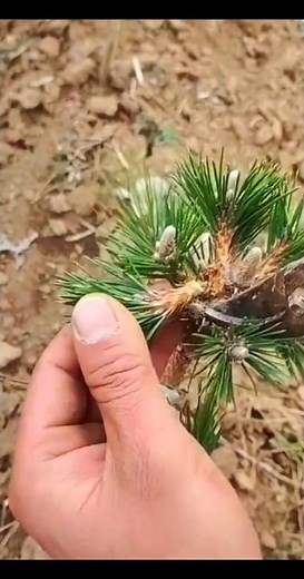 Pine Tree Grafting Technique #shorts #grafting #plant #pine