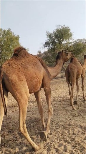 هادئ في صحراء ثر: ناقتـان تسيران بكل سكينة