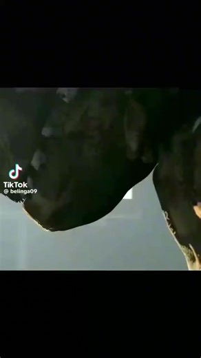 5.7K views · 257 reactions | Five nights at Freddy’s What is in it for spring trap | Five Nights At Freddy's Entertainment | Facebook