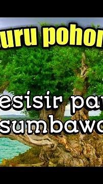 🔴Pohon stigi laut di alam liar. #pohonsantigi#santigi#santigilaut#pohonsantigilaut#stigilaut